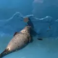 稚内市立ノシャップ寒流水族館の写真_564052
