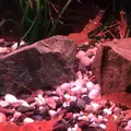 稚内市立ノシャップ寒流水族館の写真_564054
