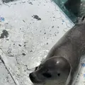 稚内市立ノシャップ寒流水族館の写真_564060