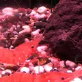 稚内市立ノシャップ寒流水族館の写真_564063
