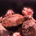 稚内市立ノシャップ寒流水族館の写真_564064