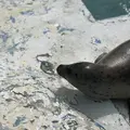 稚内市立ノシャップ寒流水族館の写真_564066