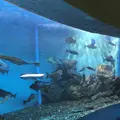 稚内市立ノシャップ寒流水族館の写真_564067