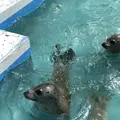 稚内市立ノシャップ寒流水族館の写真_564069