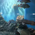 稚内市立ノシャップ寒流水族館の写真_564071