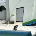 稚内市立ノシャップ寒流水族館の写真_564075