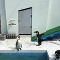 稚内市立ノシャップ寒流水族館の写真_564076