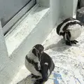 稚内市立ノシャップ寒流水族館の写真_564078