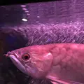 稚内市立ノシャップ寒流水族館の写真_564080