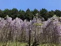 白毫寺の写真_566046