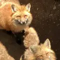 宮城蔵王キツネ村の写真_566247