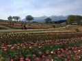 那須フラワーワールドの写真_567466
