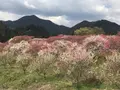 月川温泉の花桃の写真_567638