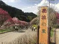 月川温泉の花桃の写真_567639