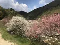 月川温泉の花桃の写真_567641
