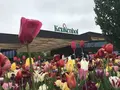 キューケンホフ公園（Keukenhof）の写真_567794