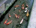島原武家屋敷通りの写真_568962