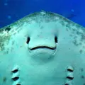 新江ノ島水族館の写真_569319