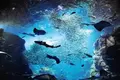 新江ノ島水族館の写真_569322