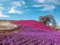 東京ドイツ村の写真_571641