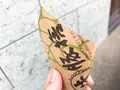 おかげ横丁 豚捨の写真_573746