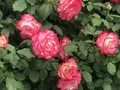 RSKバラ園の写真_583938