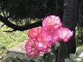 RSKバラ園の写真_583940