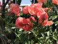 RSKバラ園の写真_583942