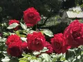 RSKバラ園の写真_583944