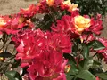 RSKバラ園の写真_583945