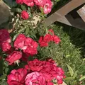 RSKバラ園の写真_583947