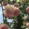 RSKバラ園の写真_583950