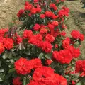 RSKバラ園の写真_583952