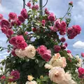 RSKバラ園の写真_583954