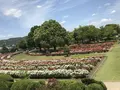 RSKバラ園の写真_583958