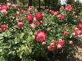 RSKバラ園の写真_583960