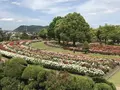 RSKバラ園の写真_583963