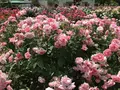 RSKバラ園の写真_583964