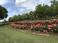 RSKバラ園の写真_583968