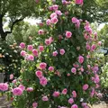 RSKバラ園の写真_583970