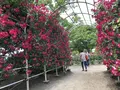 RSKバラ園の写真_583972