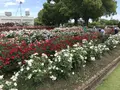 RSKバラ園の写真_583973