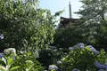 本土寺（あじさい寺）の写真_586400