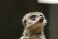 上野動物園の写真_586401