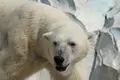 上野動物園の写真_586404