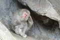 上野動物園の写真_586405
