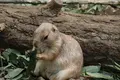 上野動物園の写真_586407