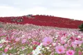 国営ひたち海浜公園の写真_586444