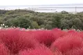 国営ひたち海浜公園の写真_586445