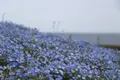 国営ひたち海浜公園の写真_586447